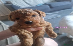Cavapoochon dogs for sale: Cavapoochon puppies available  - Image 3
