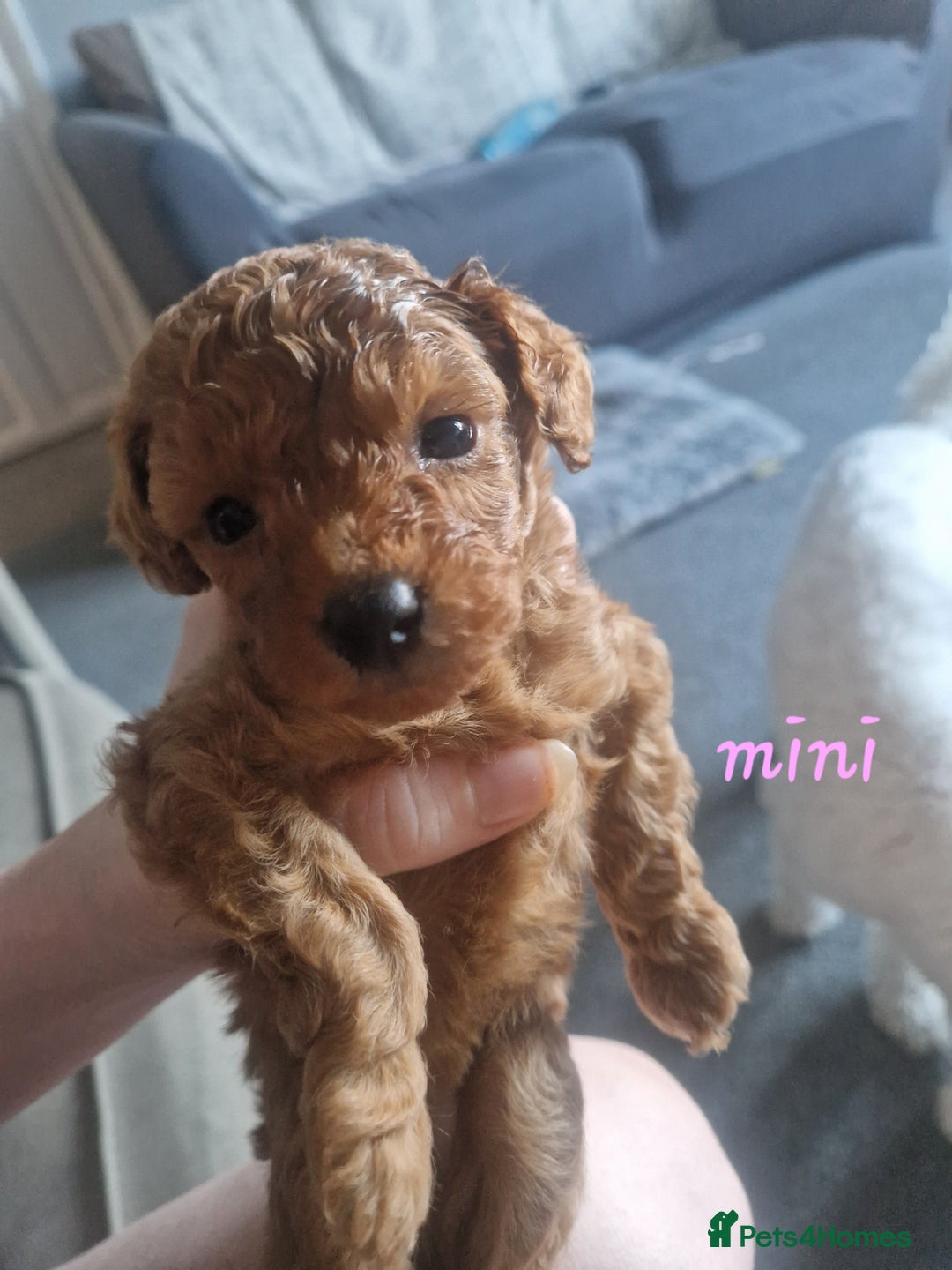 Cavapoochon dogs for sale: Cavapoochon puppies available  - Image 3