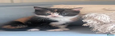 Mixed Breed Kitten 1