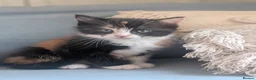 Mixed Breed cats for sale: Stunning female kitten LAST REMAINING  - Advert 2