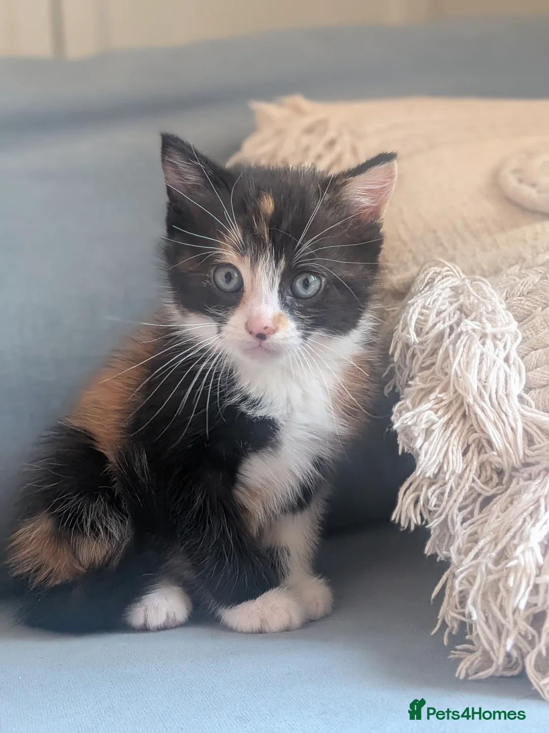 Mixed Breed cats for sale: Stunning female kitten LAST REMAINING  - Advert 2