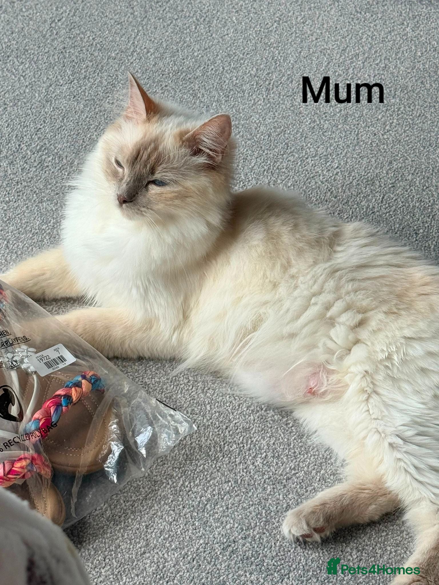 Ragdoll cats 4 ragdolls awaiting forever homes  - Advert 2