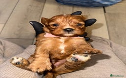 Cavapoo dogs for sale: 🐾 Tiny F1 Cavapoo Puppies – 3 Girls & 1 Boy! 🐾 - Image 11