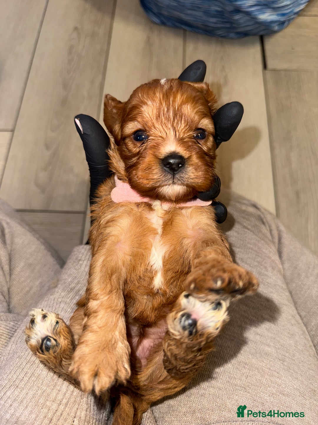 Cavapoo dogs for sale: 🐾 Tiny F1 Cavapoo Puppies – 3 Girls & 1 Boy! 🐾 - Image 11