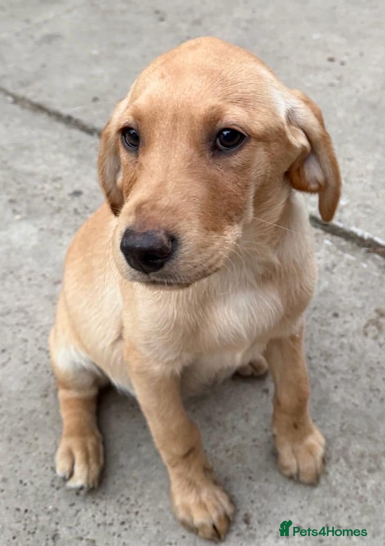 Labrador Retriever dogs Last girl stunning KC vet checked 1st vaccination  - Advert 1