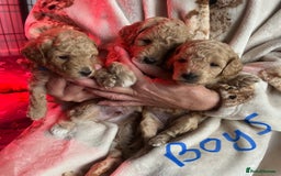 Toy Poodle dogs for sale: KC Registered Toy Poodle Treasures  - Image 8