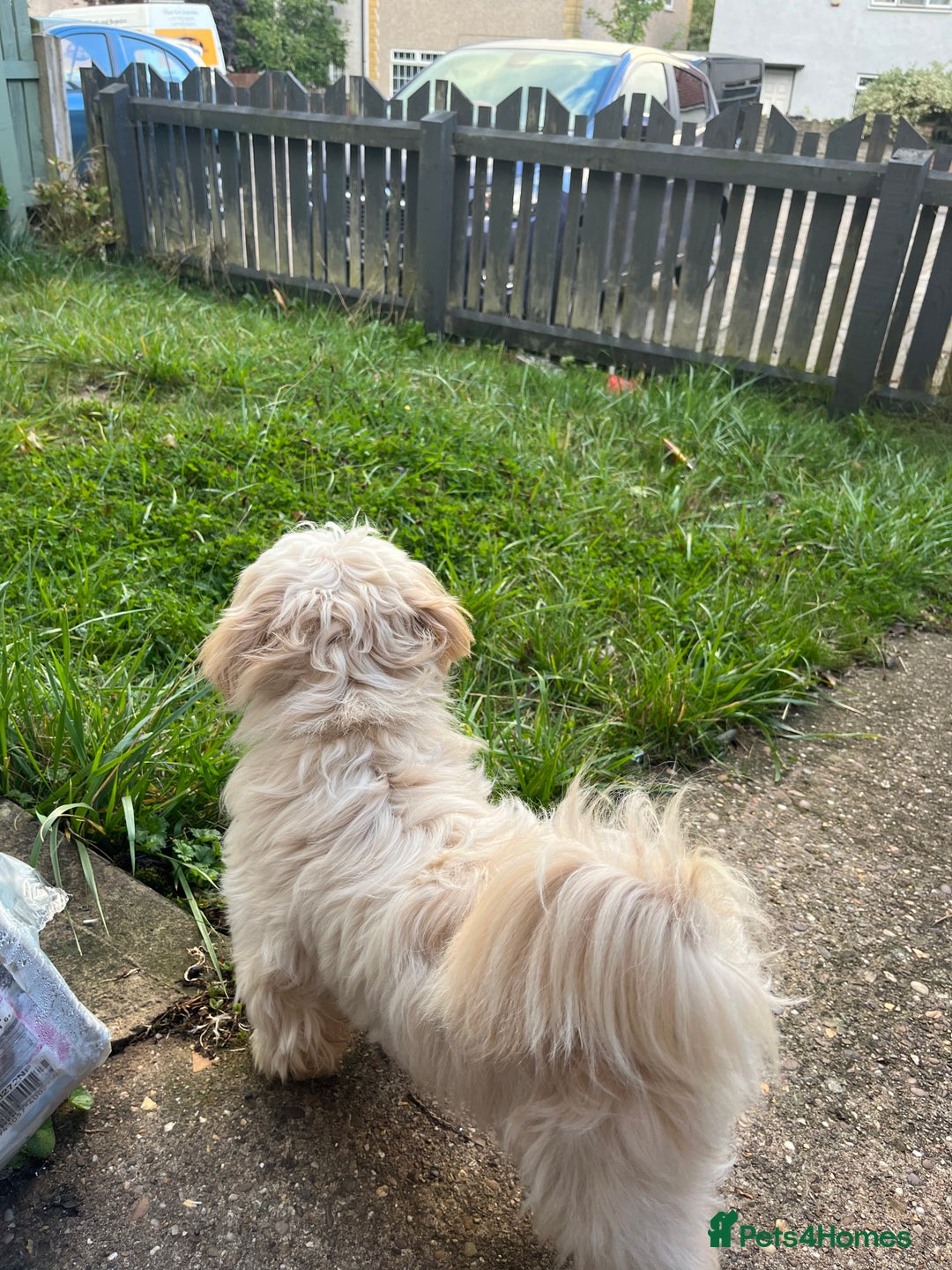 Shih Tzu dogs for sale: Forever home wanted  - Image 2
