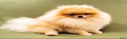 Pomeranian dogs for sale: Beautiful Male Pomeranian 🐾 - Advert 3