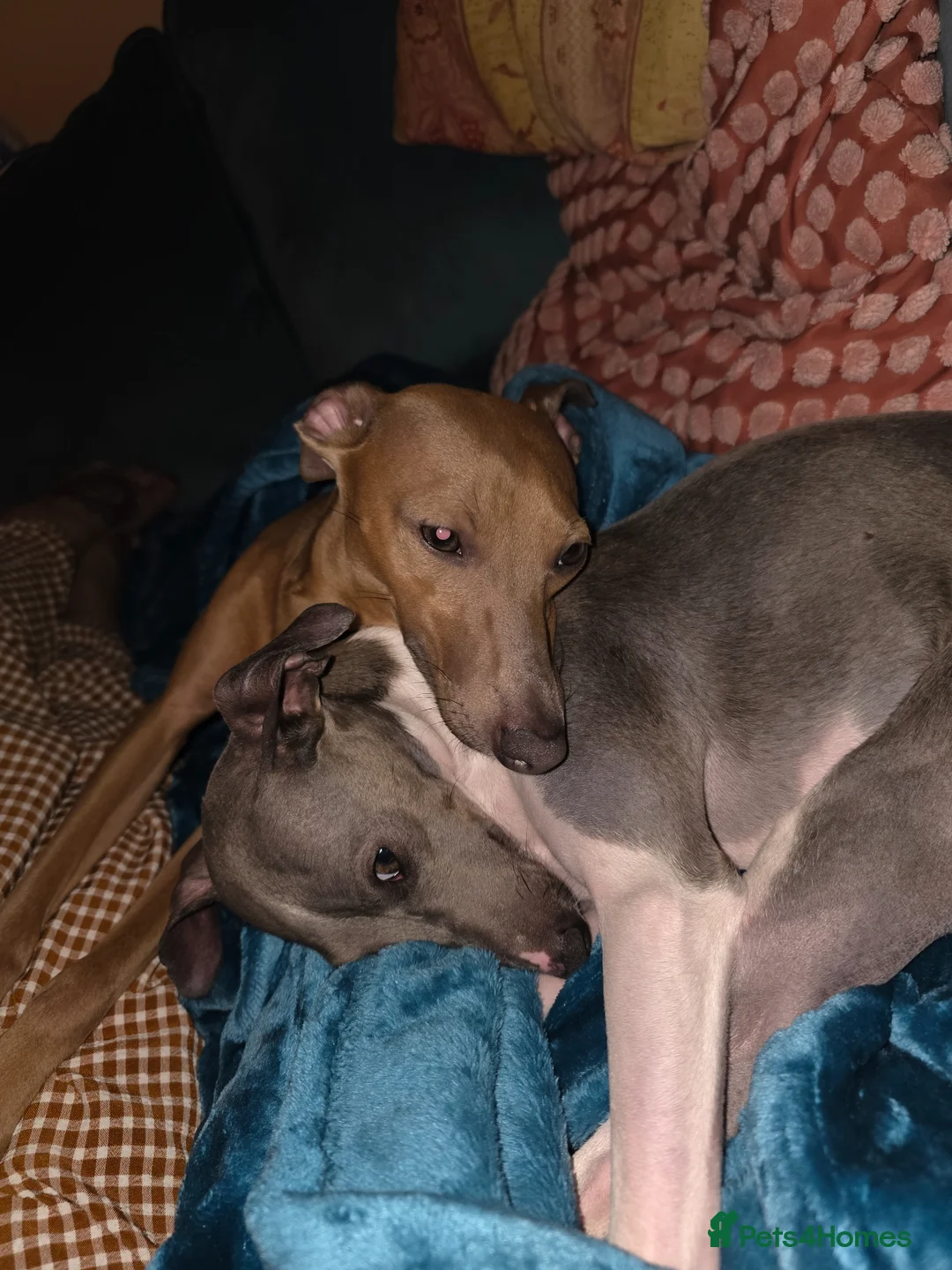 Italian Greyhound dogs for sale: Coming soon Italian Greyhound Puppies in Launceston - Advert 4