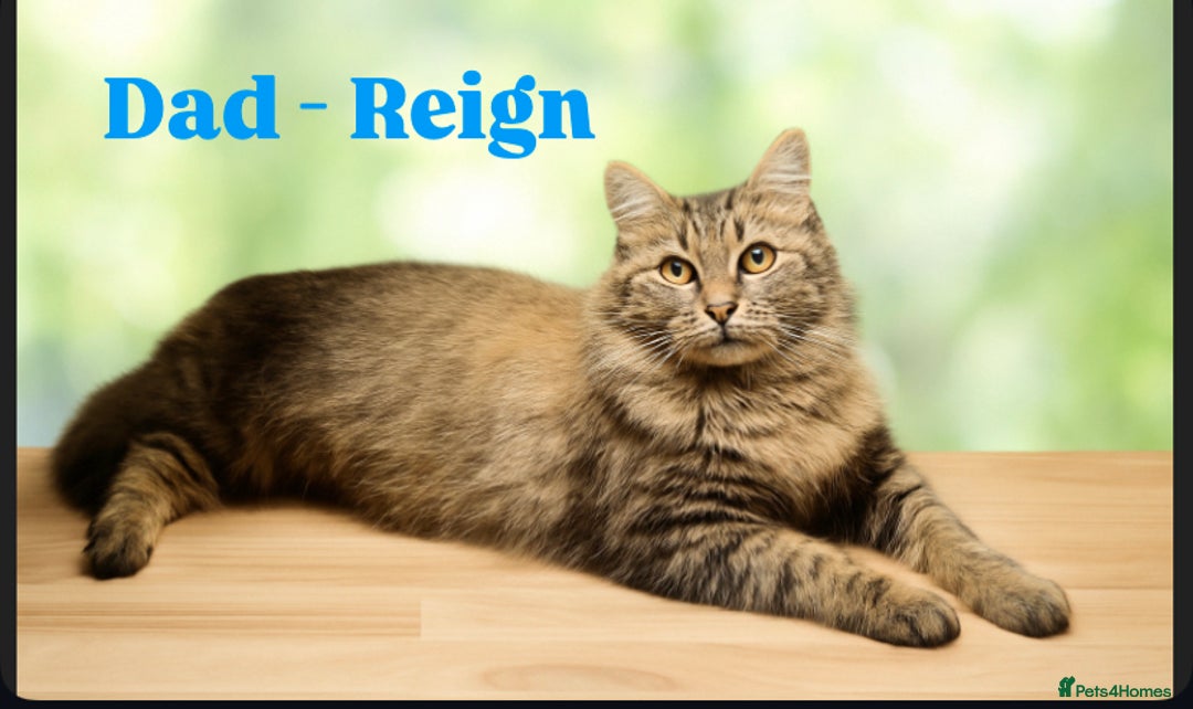 Siberian cats for sale: Siberian x British Shorthair Girls  - Image 24