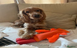 Cocker Spaniel dogs for sale: Cocker spaniel  - Image 4