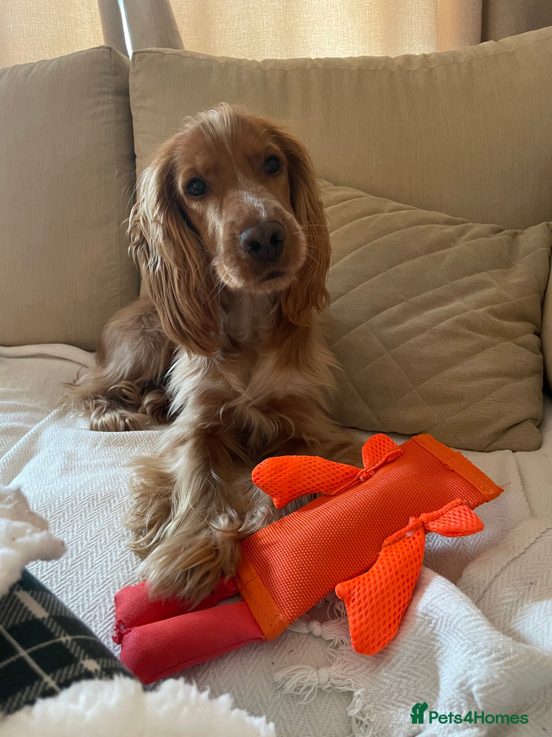 Cocker Spaniel dogs for sale: Cocker spaniel  - Image 4