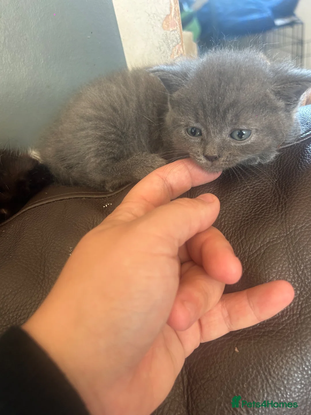 Mixed Breed cats for sale: Make kitten needing a home - Advert 1