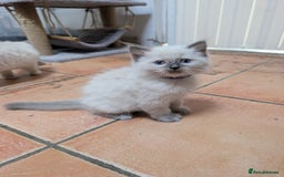 Ragdoll cats for sale: Gorgeous GCCF Registered Ragdoll Kittens Available - Image 9