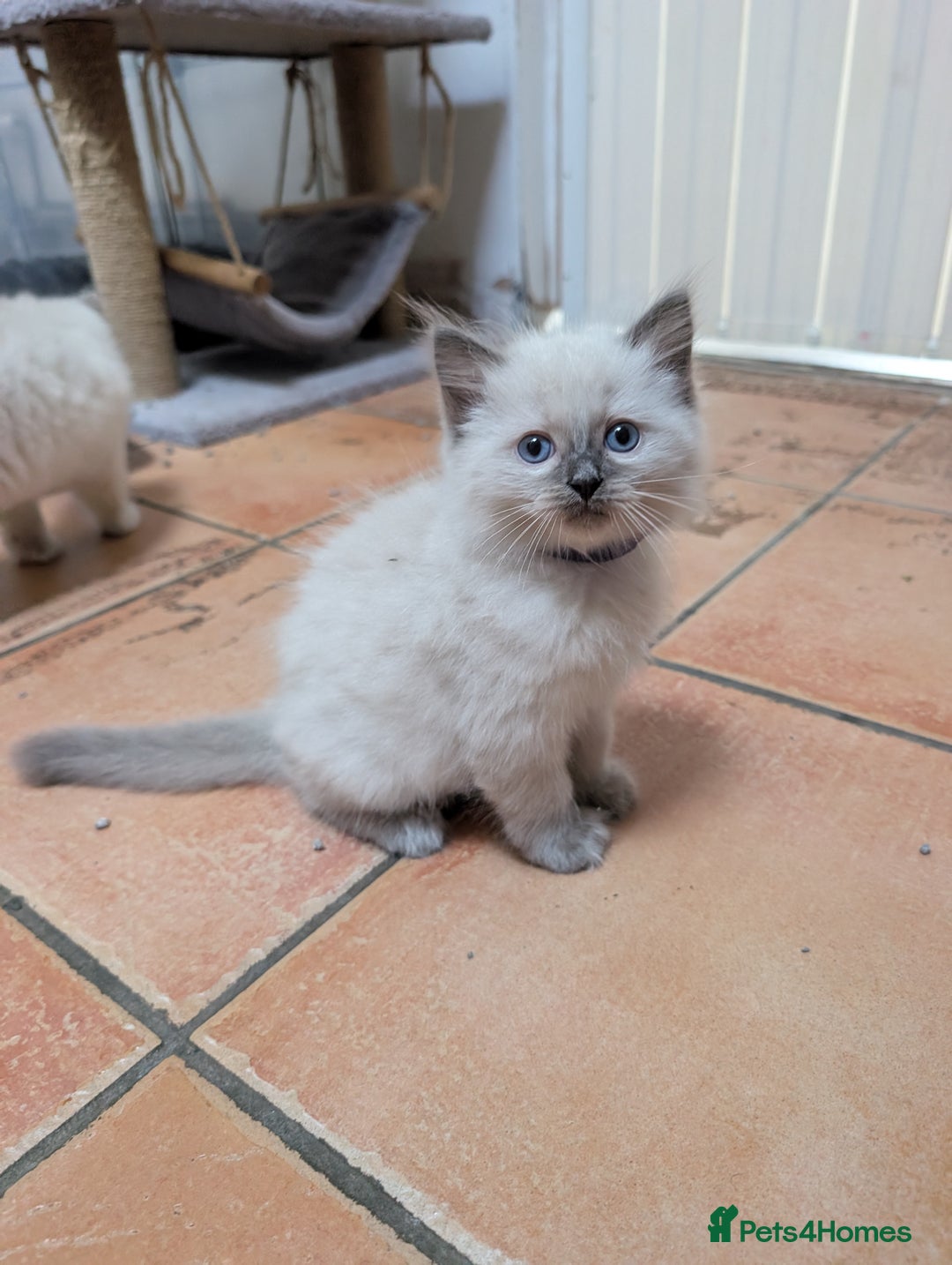 Ragdoll cats for sale: Gorgeous GCCF Registered Ragdoll Kittens Available - Image 9
