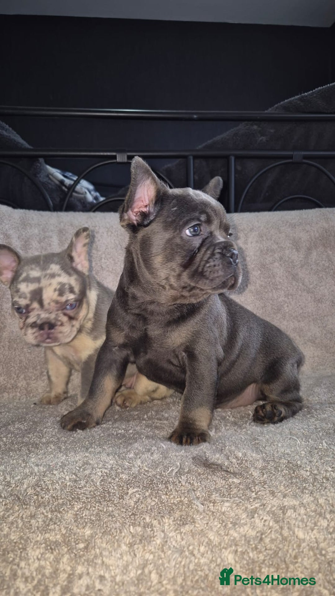 French Bulldog dogs for sale: French Bulldog puppies  - Advert 2