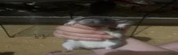 Rat rodents for sale: Loving home wanted  in Jedburgh - Advert 5