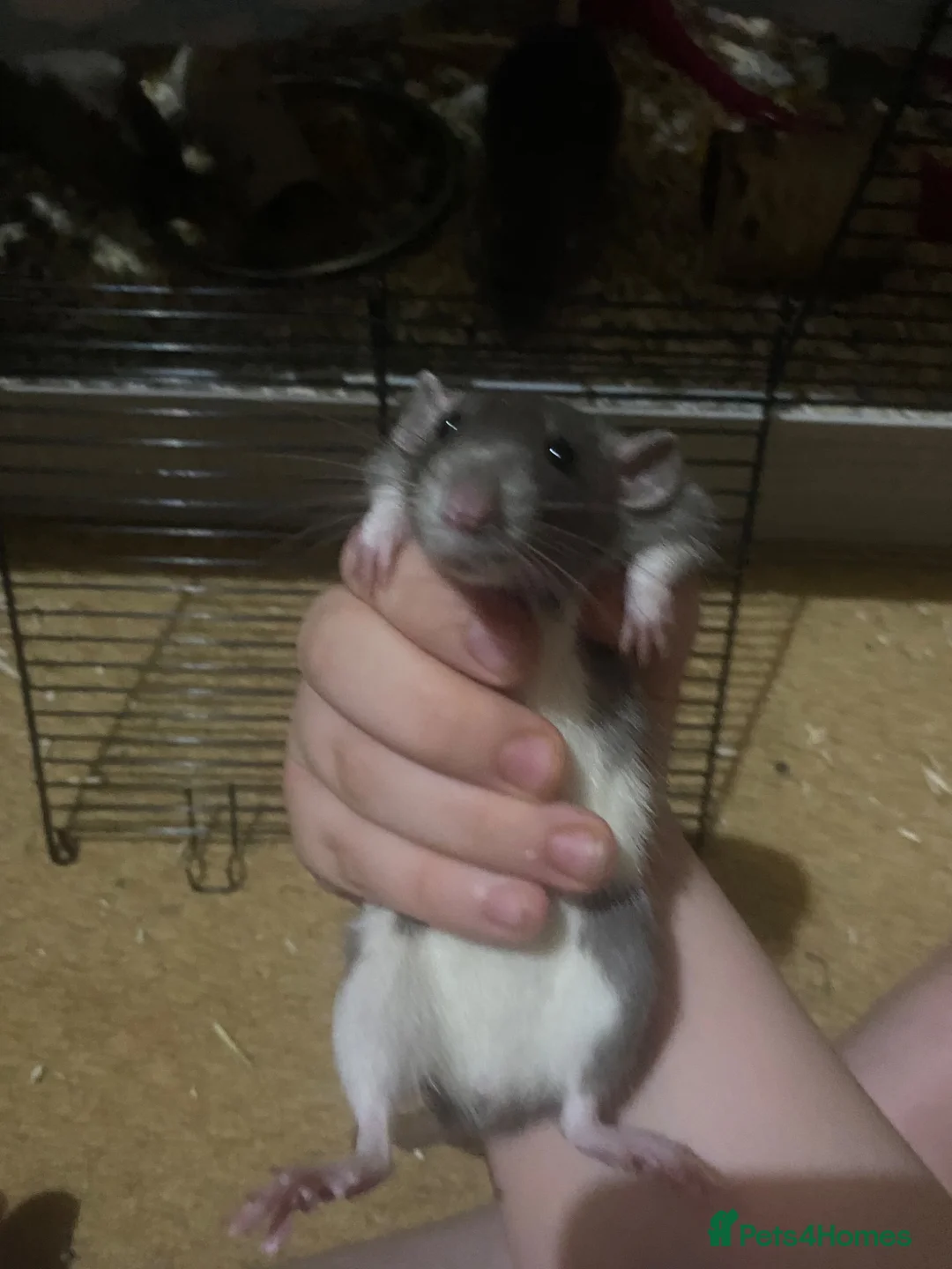 Rat rodents for sale: Loving home wanted  in Jedburgh - Advert 5