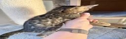 Bengal cats for sale: Beautiful Bengal Kittens Available for Reservation - Advert 5