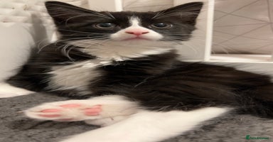 Mixed Breed cats siamese x siberian tuxedo kittens - Advert 6