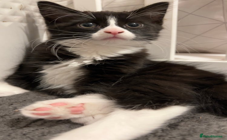 Mixed Breed cats siamese x siberian tuxedo kittens - Advert 18