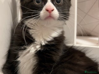 Mixed Breed cats siamese x siberian tuxedo kittens - Advert 6