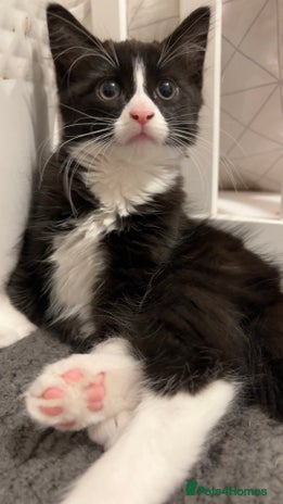 Mixed Breed cats siamese x siberian tuxedo kittens - Advert 3