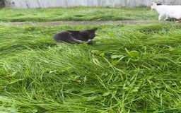 Domestic Shorthair cats for sale: Adorable Kittens Looking for Loving Homes 🐾 - Image 10