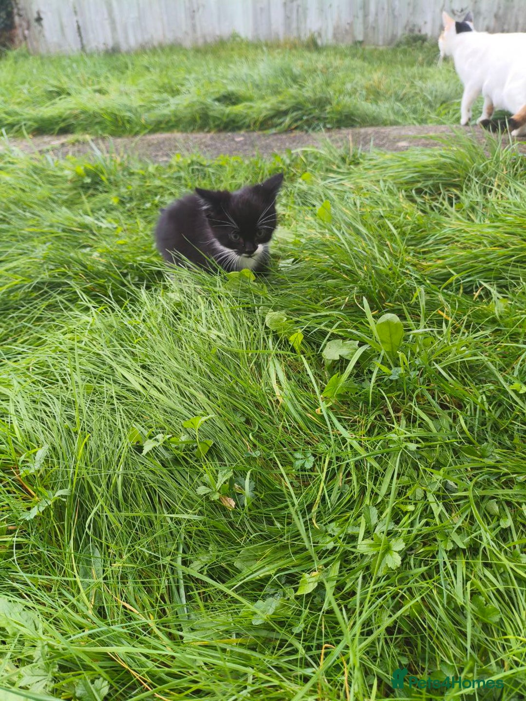 Domestic Shorthair cats for sale: Adorable Kittens Looking for Loving Homes 🐾 - Image 10