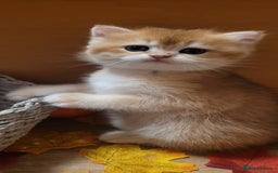 British Shorthair cats for sale: British shorthair kittens  - Image 4