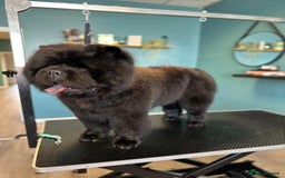 Chow Chow dogs for sale: Rare Chow chow puppies - Image 6