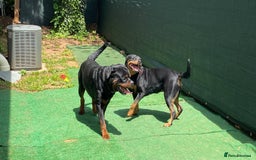 Rottweiler dogs for sale: Rottweiler puppy - Image 6
