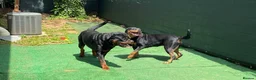 Rottweiler dogs for sale: 7 weeks old Rottweiler Puppies Available M/F in Manchester - Advert 6