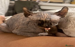 Sphynx cats for sale: Looking for a lap - Image 5