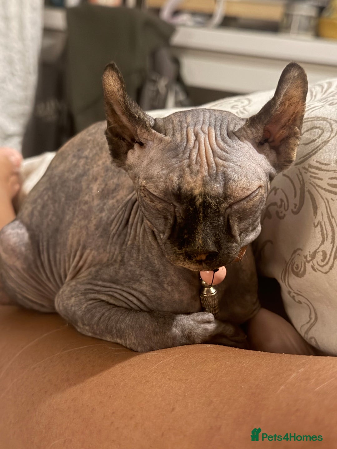 Sphynx cats for sale: Looking for a lap - Image 5