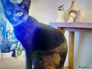 Mixed Breed cats ALLEYGIRL -AFFECTIONATE KITTEN READY FOR SOME FUN - Advert 1