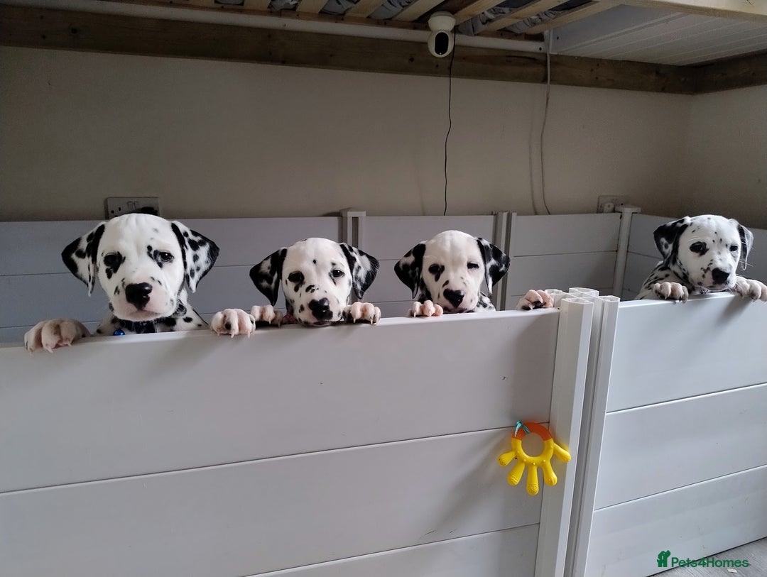 Dalmatian dogs for sale: Show Line LUA KC Dalmatian Puppies - Licensed - Advert 13