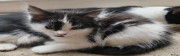 Mixed Breed cats for sale: Kittens - Advert 18