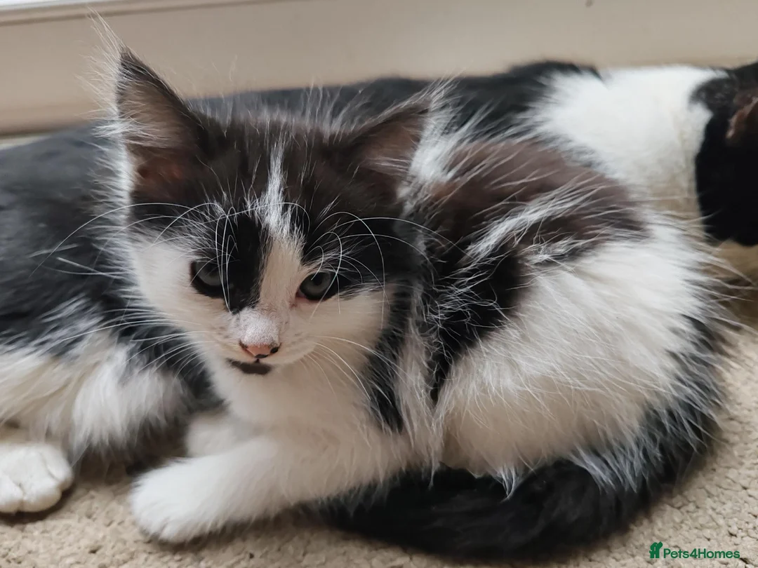 Mixed Breed cats for sale: Kittens - Advert 18