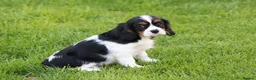 Cavalier King Charles Spaniel dogs for sale: Beautiful Cavalier King Charles Spaniel puppies - Advert 22