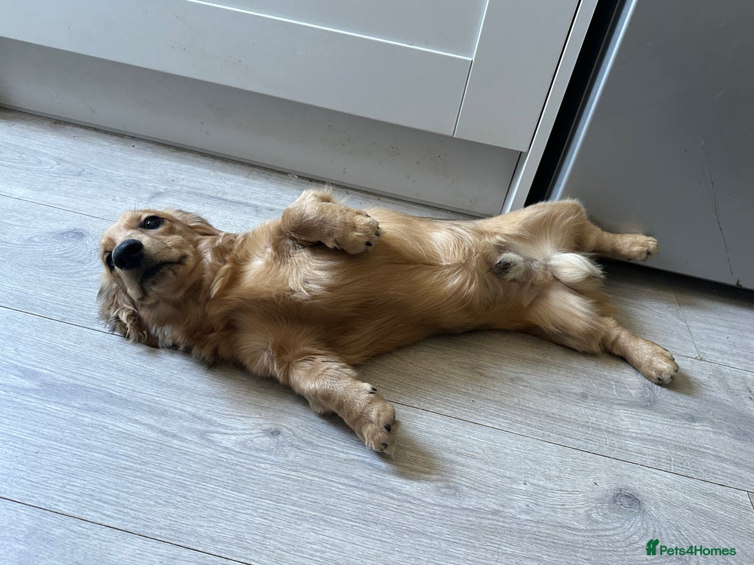 Miniature Dachshund dogs for sale: Long haired miniature dachshund  - Image 4