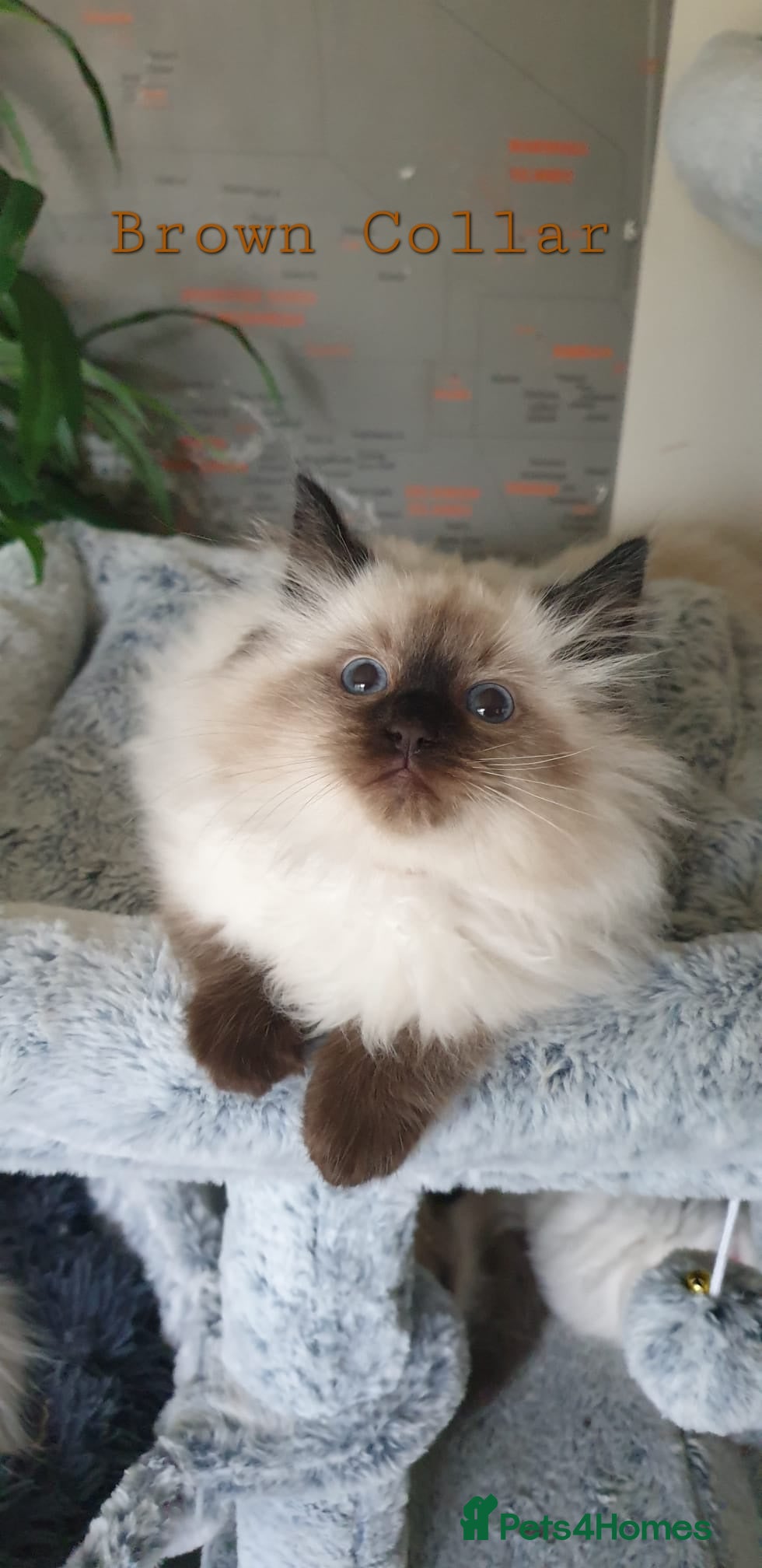 Ragdoll cats Stunning GCCF Registered Ragdoll Kittens. - Advert 1