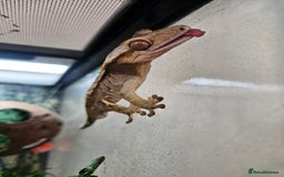 Gecko reptiles for sale: Crested Gecko + Vivarium Full set up  - Image 10