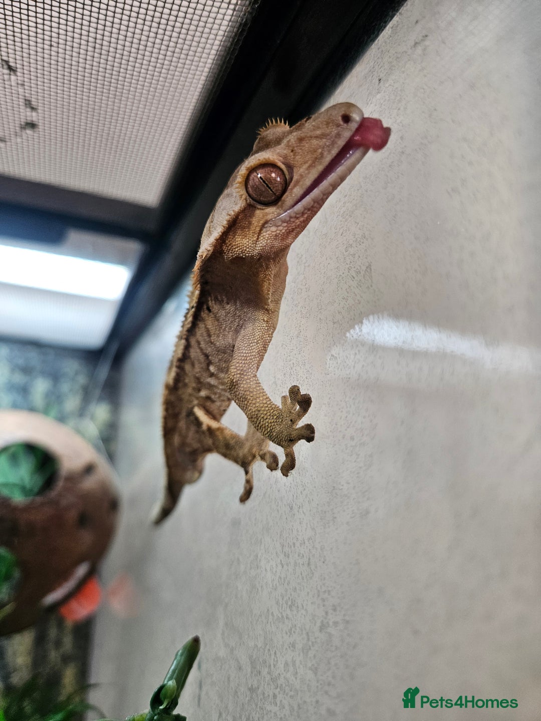 Gecko reptiles for sale: Crested Gecko + Vivarium Full set up  - Image 10