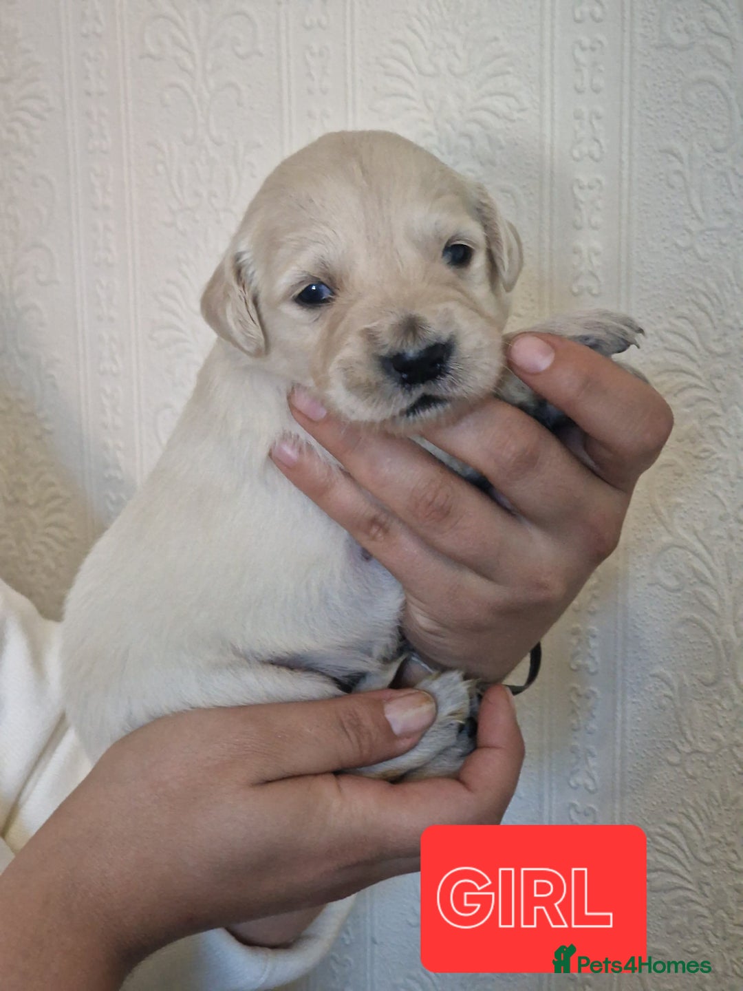 Golden Retriever dogs for sale: 🐾Pure Golden retrievers puppy🐾 - Image 10
