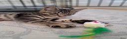 Mixed Breed cats for sale: Lovely little Female 17 week old Tabby kitten in Beaminster - Advert 1