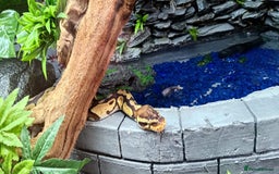 Python Snake reptiles for sale: 2 beautiful royal pythons  - Image 9
