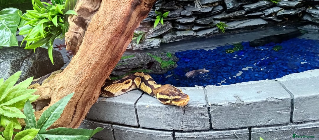 Python Snake reptiles for sale: 2 beautiful royal pythons  - Image 9