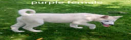 Akita dogs for sale: Akita/husky  - Advert 5