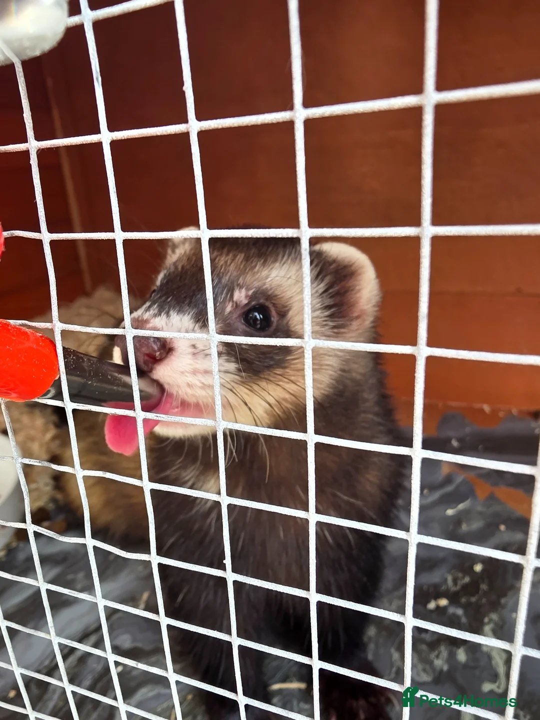 Ferret rodents for sale: Kitts for sale all jills in Walsall - Advert 7